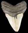 Bargain, Megalodon Tooth - North Carolina #49512-2